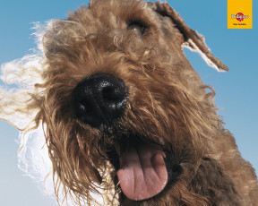 Картинка бренды pedigree