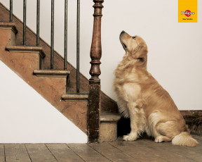 Картинка бренды pedigree