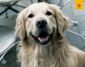 Картинка бренды pedigree