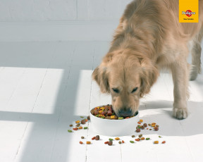 Картинка бренды pedigree