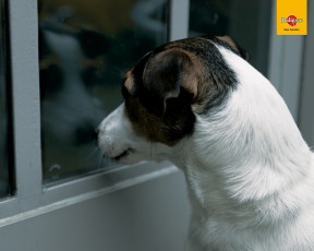 Картинка бренды pedigree