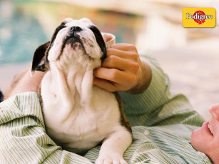 Картинка бренды pedigree