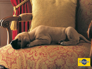 Картинка бренды pedigree