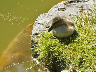 Картинка nitobe garden vancouver british columbia canada животные утки