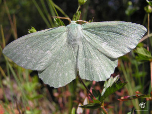 Картинка животные бабочки