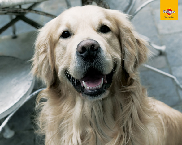 Обои картинки фото бренды, pedigree