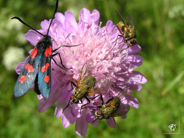 Обои картинки фото бммм, животные, насекомые