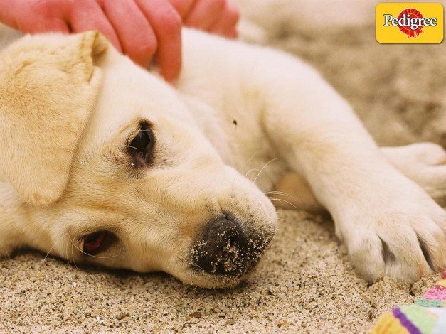 Обои картинки фото бренды, pedigree