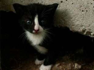 Картинка животные коты