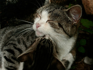 Картинка животные коты