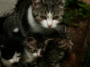 Картинка животные коты