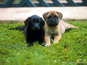 Картинка животные собаки