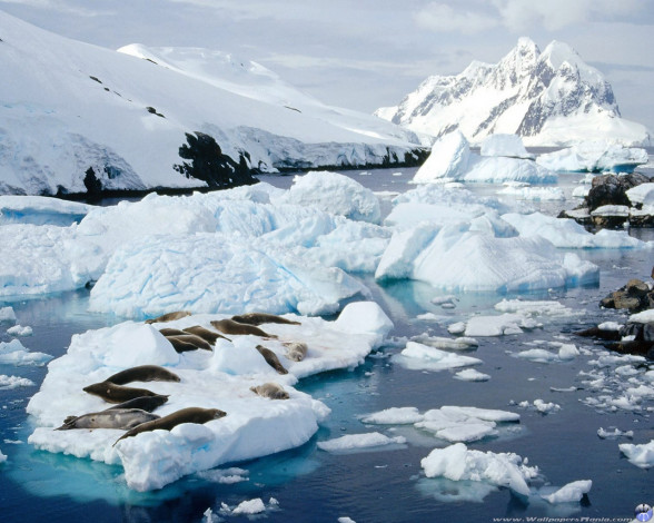 Обои картинки фото животные, тюлени, морские, львы, котики