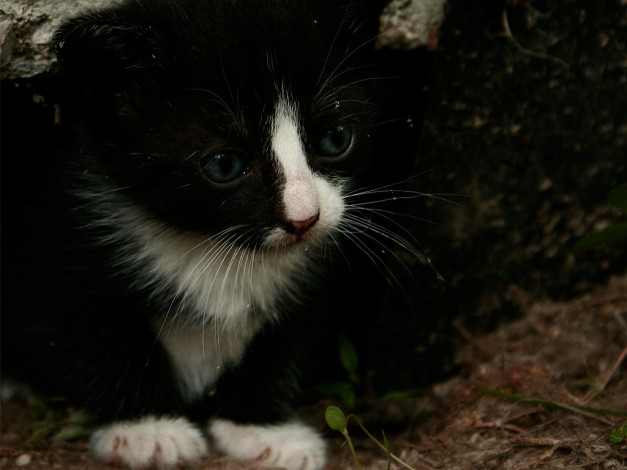 Обои картинки фото животные, коты