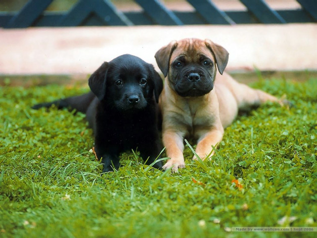 Обои картинки фото животные, собаки