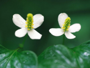 Картинка цветы