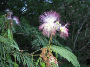 Картинка цветы акация