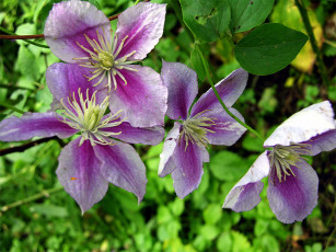 Картинка цветы клематис ломонос