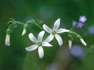 Картинка цветы луговые полевые