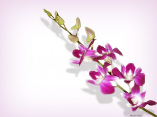 Картинка цветы орхидеи