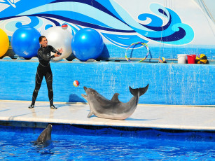 Картинка животные дельфины