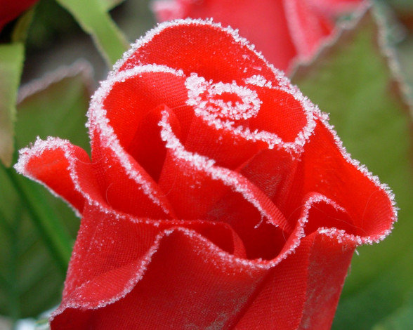 Обои картинки фото цветы, розы