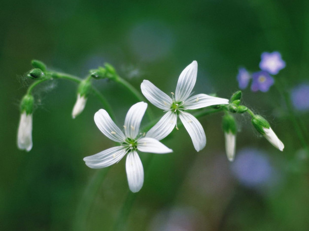 Обои картинки фото цветы, луговые, полевые