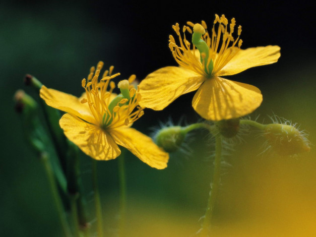 Обои картинки фото цветы, луговые, полевые