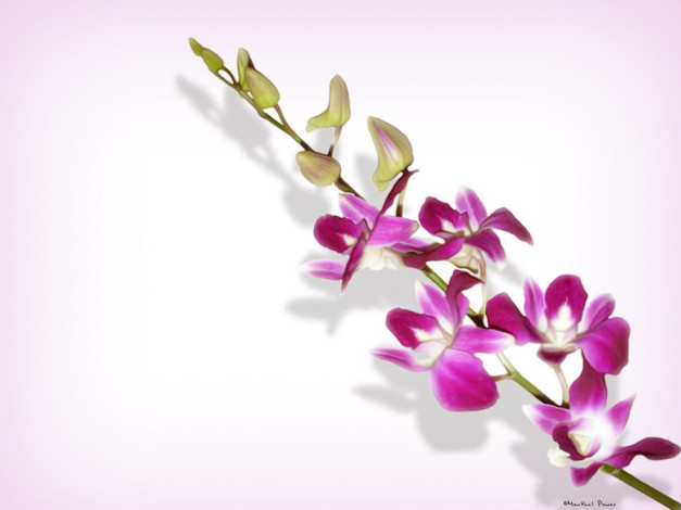 Обои картинки фото цветы, орхидеи