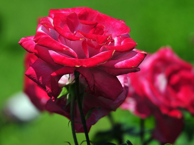 Обои картинки фото цветы, розы