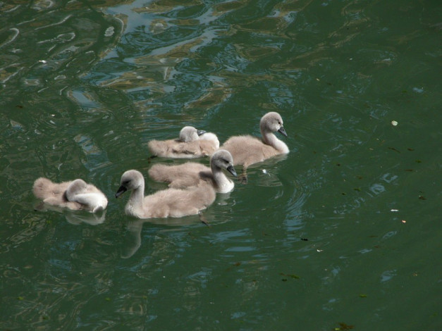 Обои картинки фото животные, лебеди