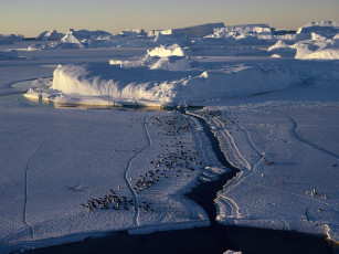 Картинка aerial view of group adelie penguins antarctica животные пингвины