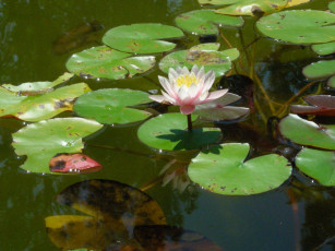 Картинка цветы 14 лилии водяные нимфеи кувшинки