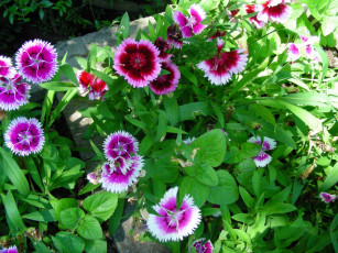 Картинка цветы гвоздики