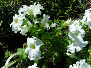 Картинка цветы петунии калибрахоа