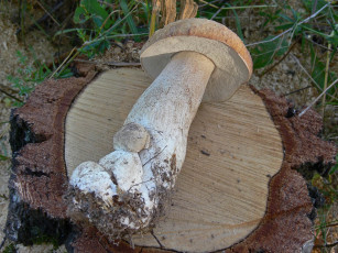 Картинка еда грибы грибные блюда