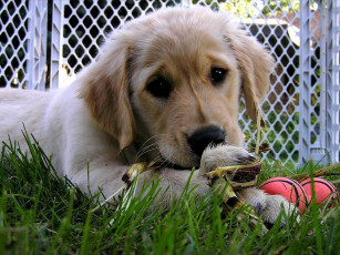 Картинка животные собаки