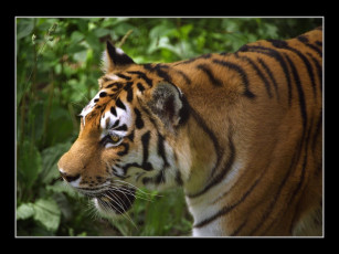 Картинка животные тигры