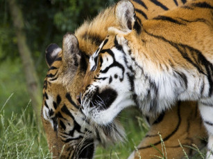 обоя животные, тигры