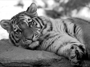 Картинка животные тигры