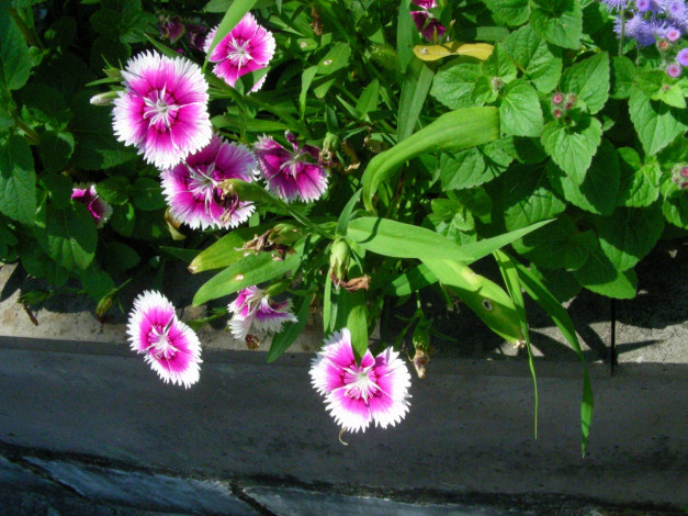 Обои картинки фото цветы, 12, гвоздики