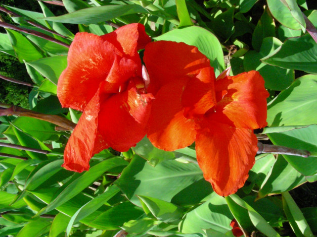 Обои картинки фото цветы, канна