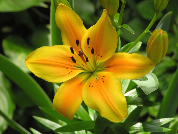 Обои картинки фото цветы, лилии, лилейники