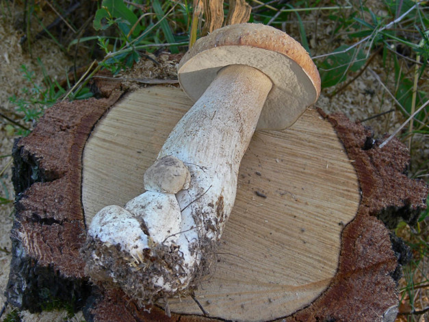 Обои картинки фото еда, грибы, грибные, блюда