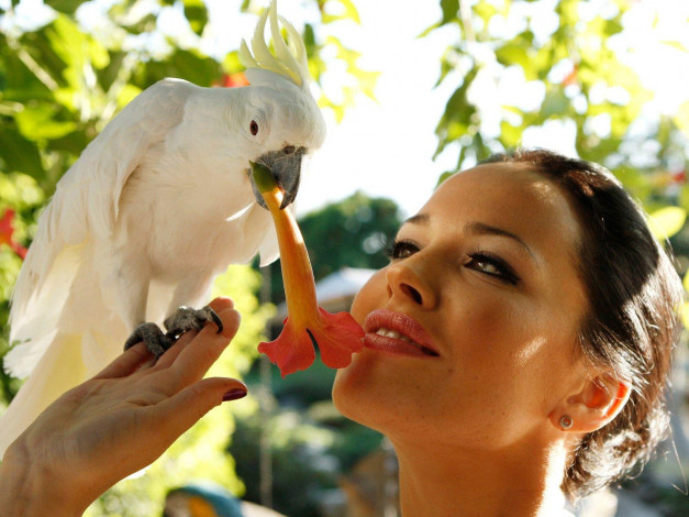 Обои картинки фото животные, попугаи
