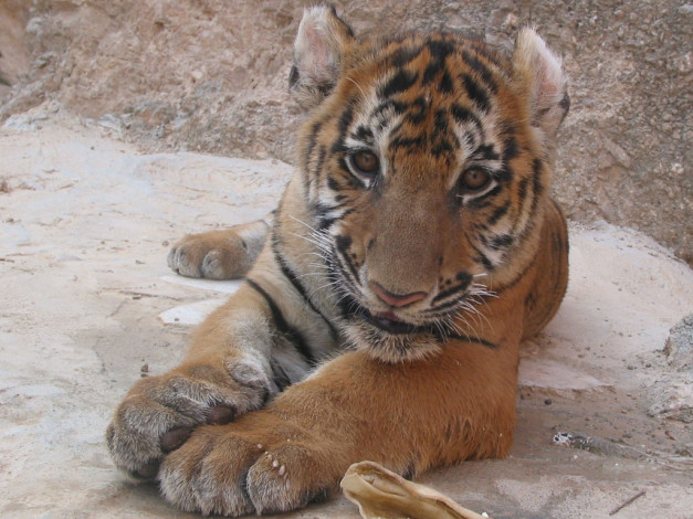 Обои картинки фото животные, тигры