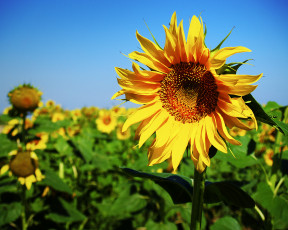 Картинка цветы подсолнухи