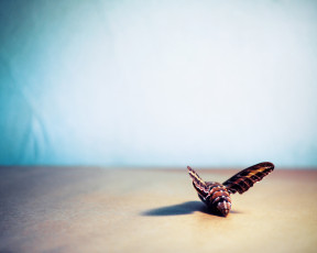 Картинка животные бабочки