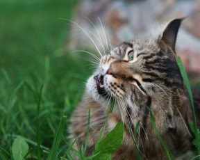 Картинка животные коты