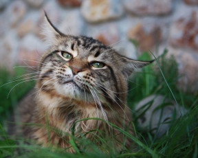 Картинка животные коты